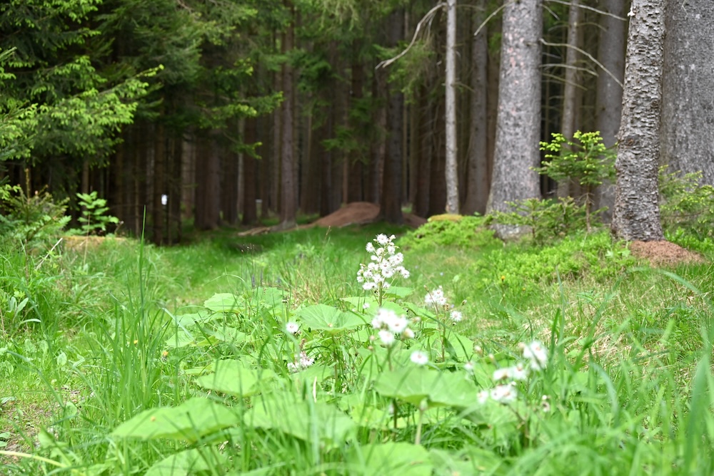 The pristine forests of Waldviertel
